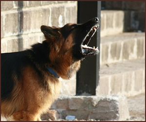 犬が吠える理由とは