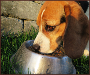 犬が最も好む食べ物は何か?