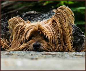 犬に特化した獣医になれる ドッグトレーニング資格情報サイト