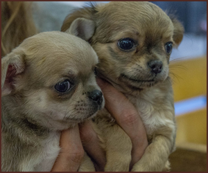 犬が苦手な人間のタイプ