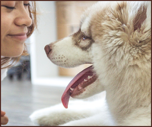 犬との信頼関係を築き上げる方法