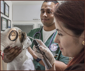 犬専門の獣医になるための必要なこと