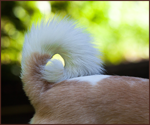 犬の尻尾で感情を把握しよう