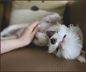 犬が嫌がることと犬が喜ぶこと