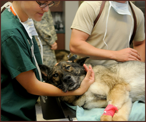 犬が怖がらない動物病院の作り方